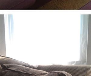 cats sitting like humans funny picture