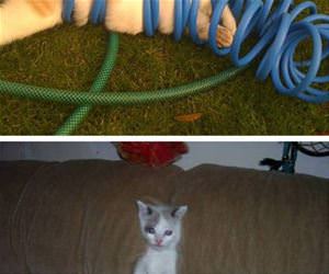 cats stuck in things funny picture