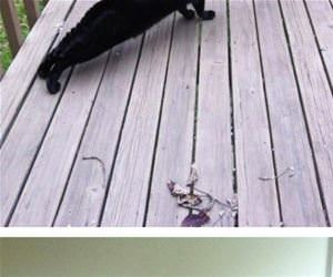 cats that are training hard funny picture