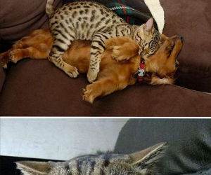cats use dogs as pillows funny picture