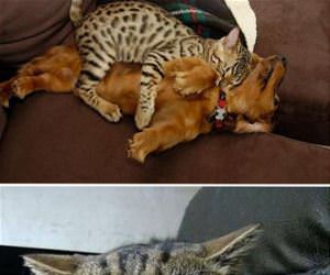 cats using dogs as pillows funny picture