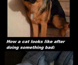 cats vs dogs funny picture