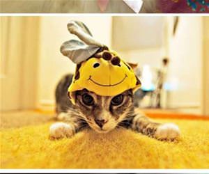 cats wearing hats funny picture
