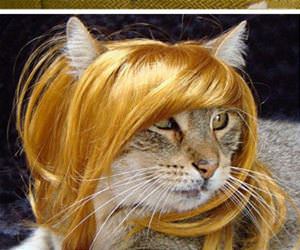cats wearing wigs funny picture