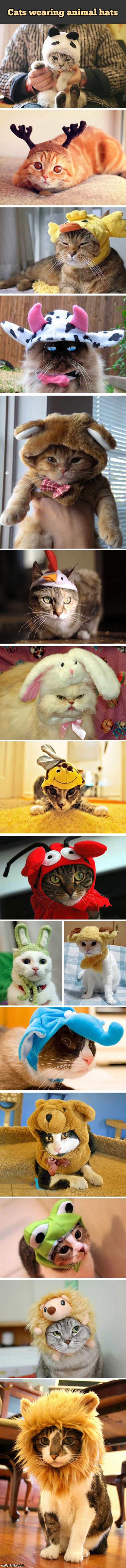 cats with hats funny picture