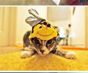 cats with hats funny picture