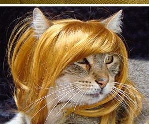 cats with wigs funny picture