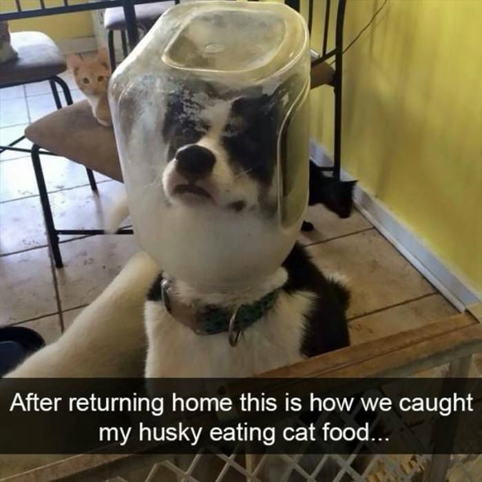 caught my husky eating cat  food