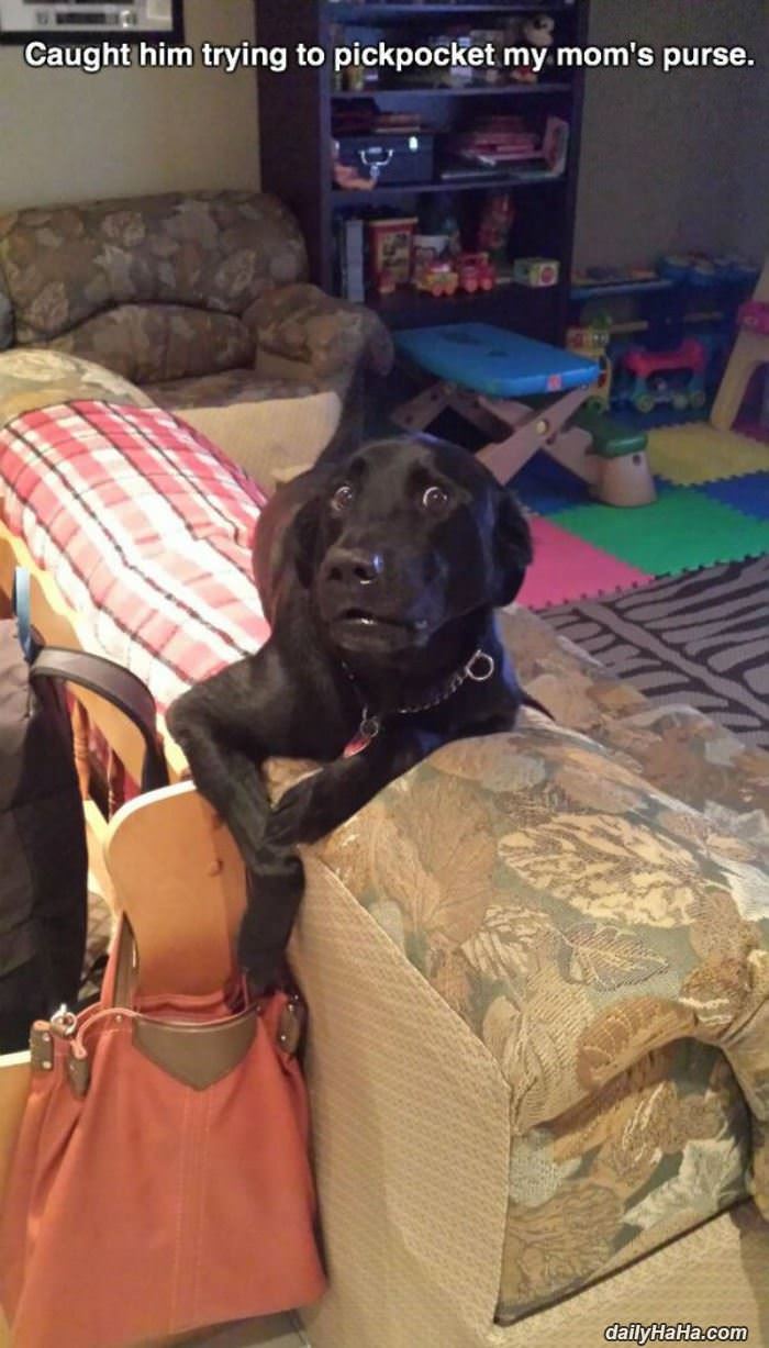 caught him funny picture