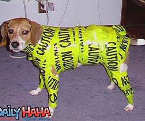 Caution Dog