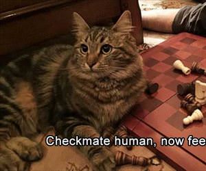 checkmate human