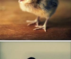 chicks wearing hats funny picture