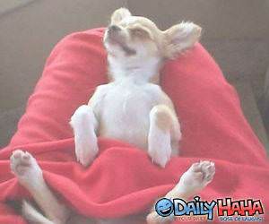 Relaxing Dog