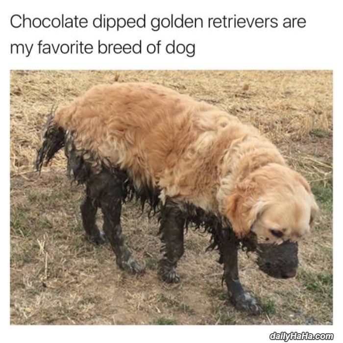 chocolate dipped funny picture