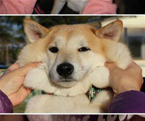 chubby cheaks dog funny picture
