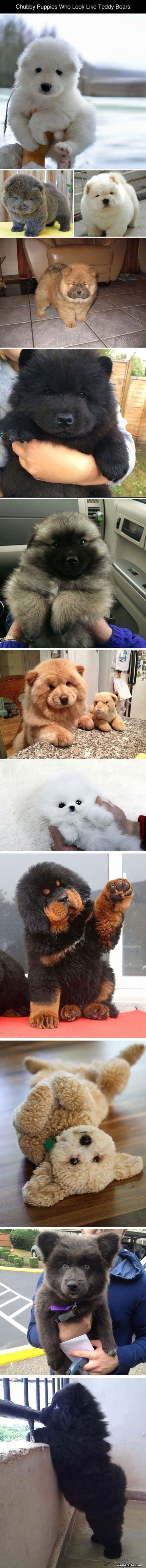 chubby puppies funny picture