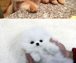 chubby puppies funny picture