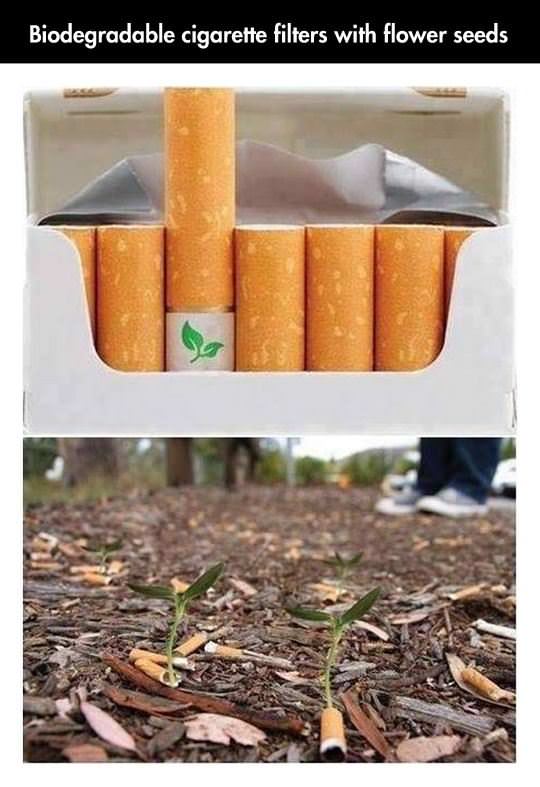 Biodegradable Cigarette filters