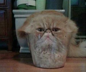 clear plastic pot funny picture