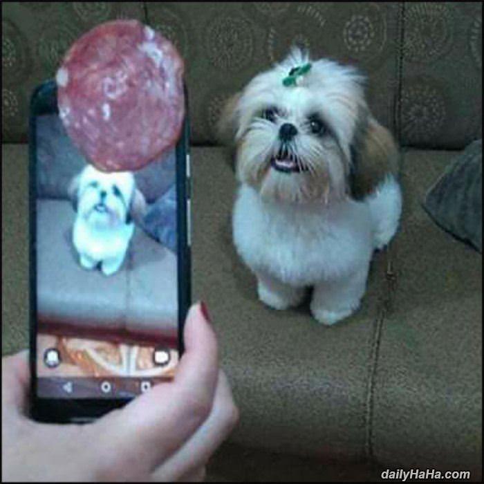 clever way to get the dog to look funny picture
