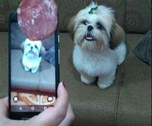 clever way to get the dog to look funny picture