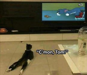 cmon tom