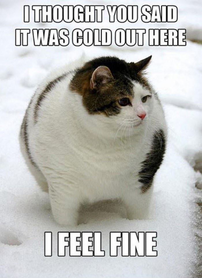 cold out here funny picture