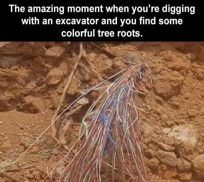 colorful tree roots