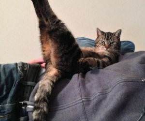 come pull my finger funny picture