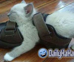 Cat sleeping in a shoe