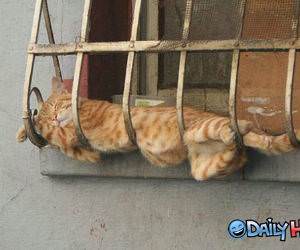 Cat Sleeping Picture