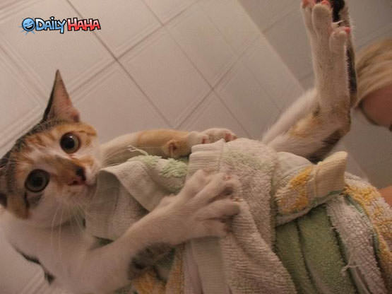 Confused Cat Bath