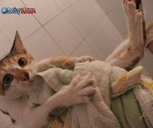 Confused Cat Bath