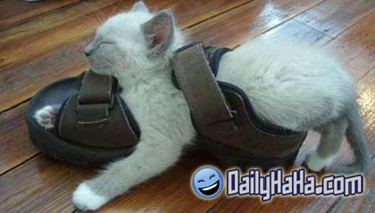 Cat sleeping in a shoe