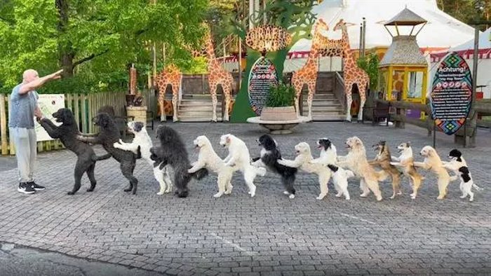 conga line