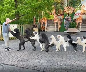 conga line