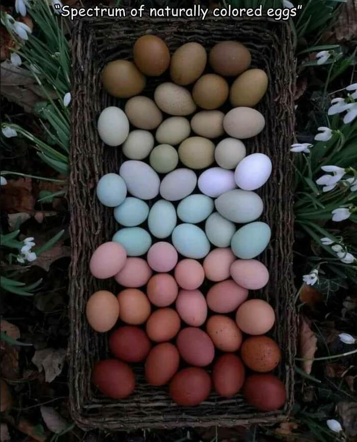 cool colored eggs spectrum
