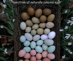 cool colored eggs spectrum