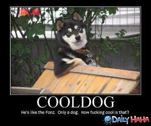 Cool Dog funny picture