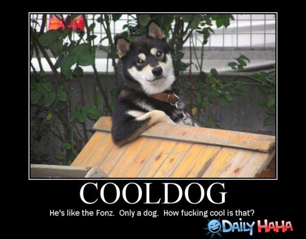 Cool Dog funny picture
