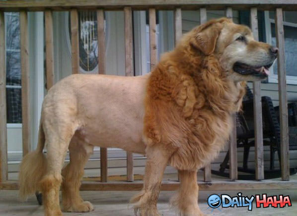Lion Dog funny picture