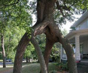 Tree Walkway funny picture