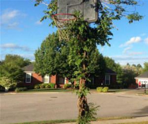 cool basketball hoop funny picture