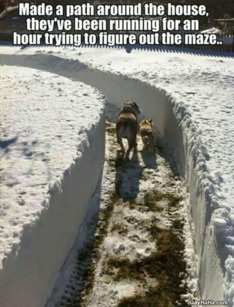 cool maze funny picture
