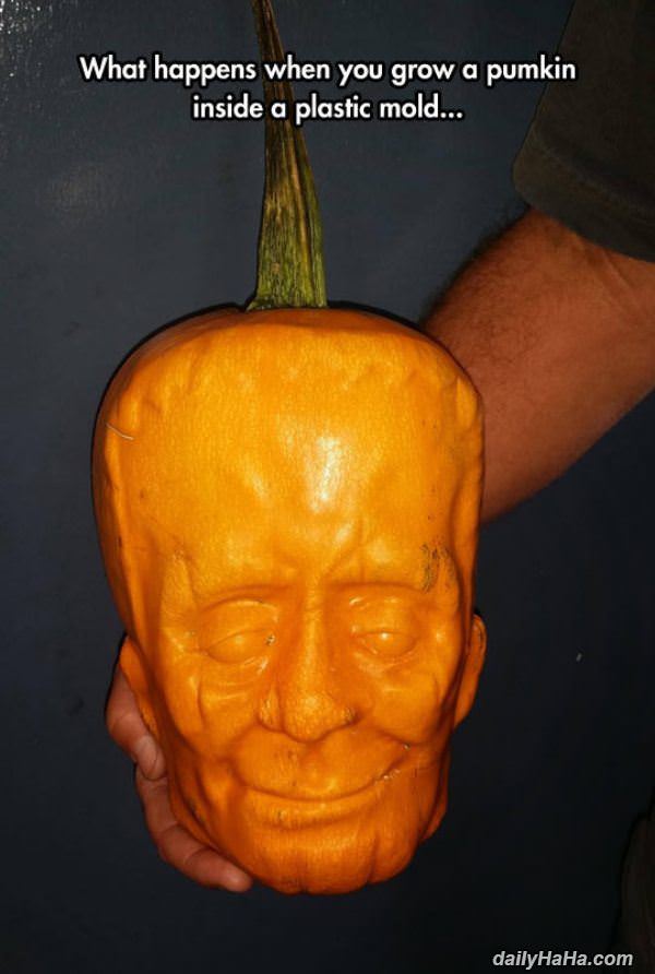 cool molded pumpkin funny picture