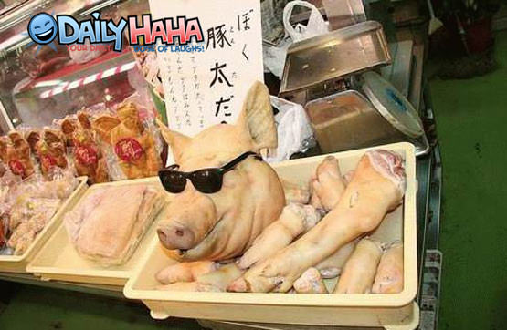 Pork with Sun Glasses