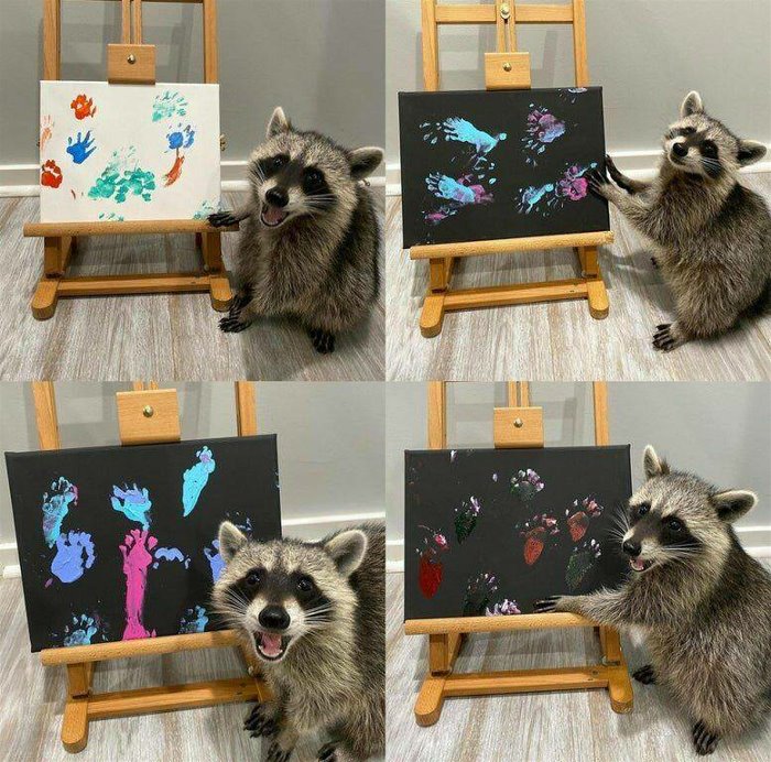 coon paint