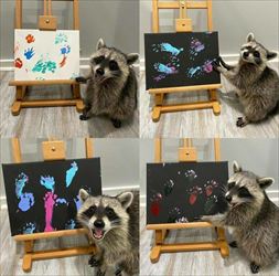 coon paint