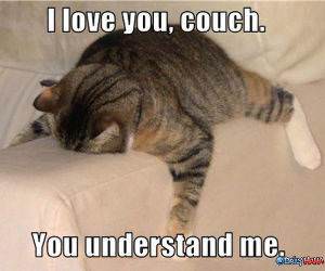 Couch Cat funny picture