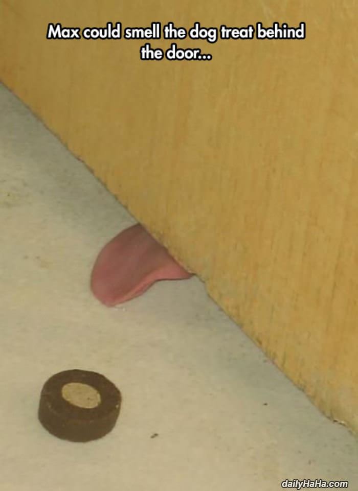 could smell the treat funny picture